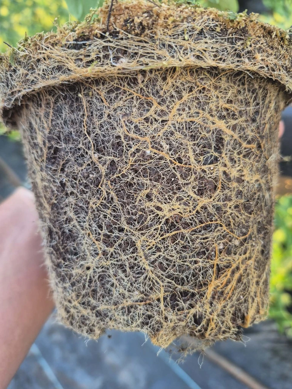 sadzonki borówki amerykańskiej w doniczkach gotowe do sprzedaży